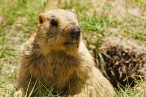 Featured Creature: Groundhog