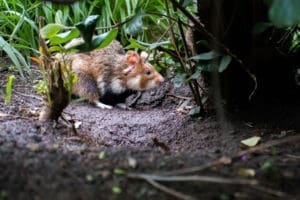 Featured Creature: European Hamster