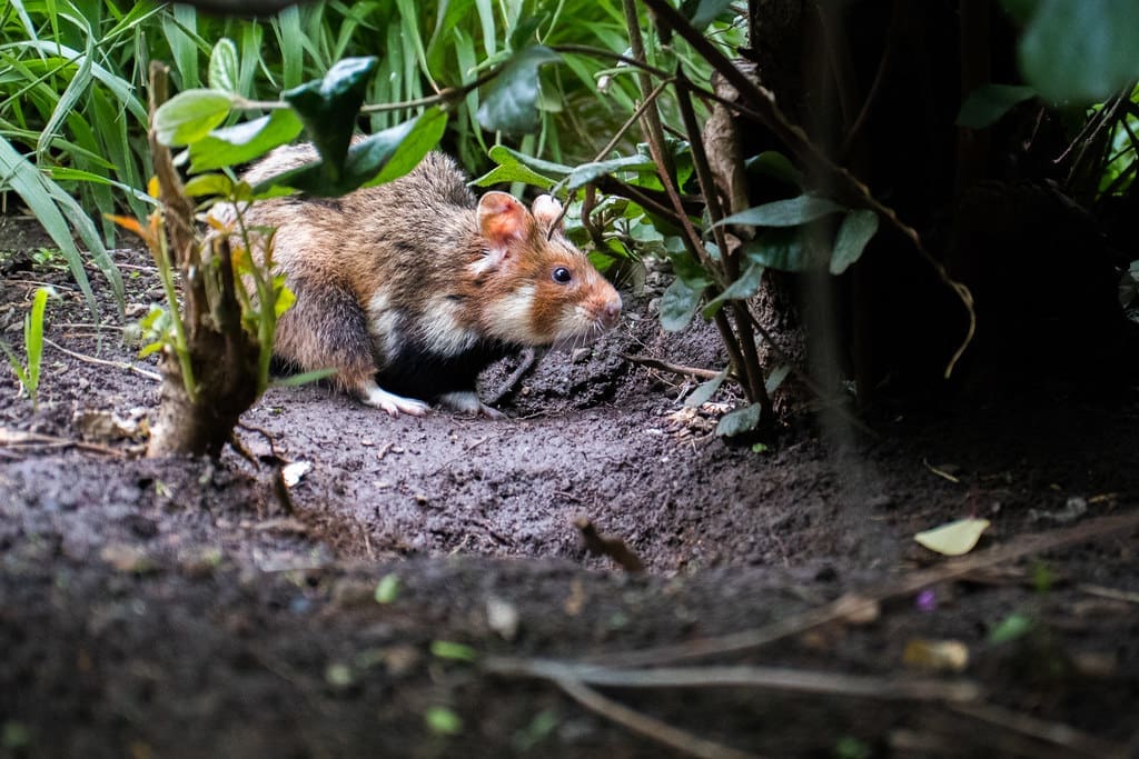 Featured Creature: European Hamster