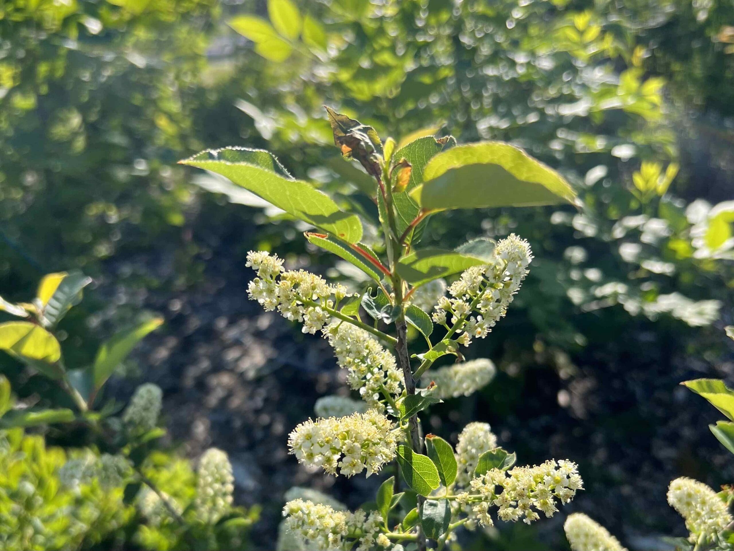 What are these tiny forests’ big benefits anyway?