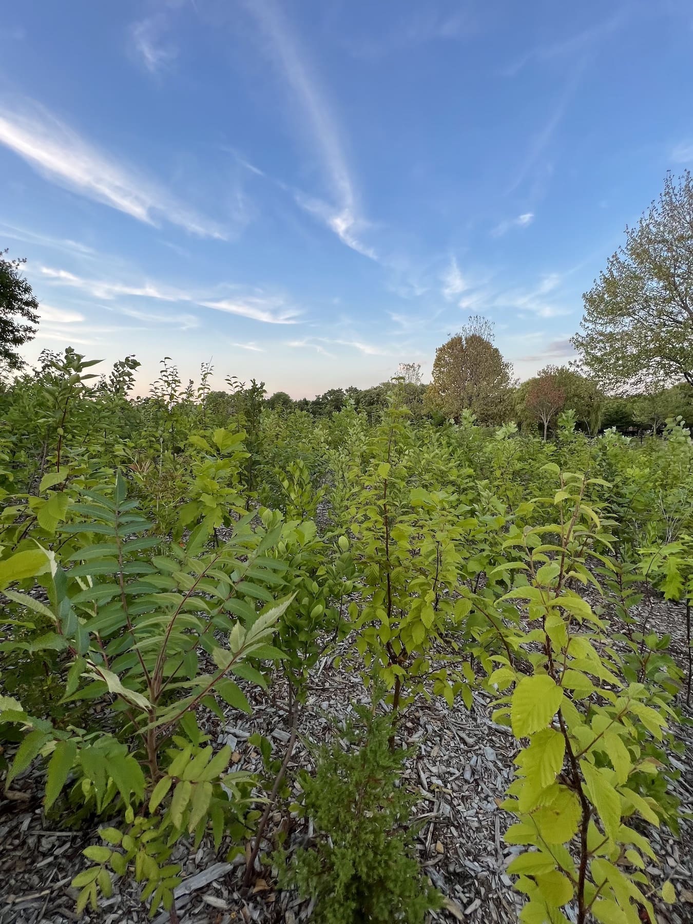 Biodiversity 7: Rewilding Half the Earth to Create a Future We Want Biodiversity 7: Rewilding Half the Earth to Create a Future We Want