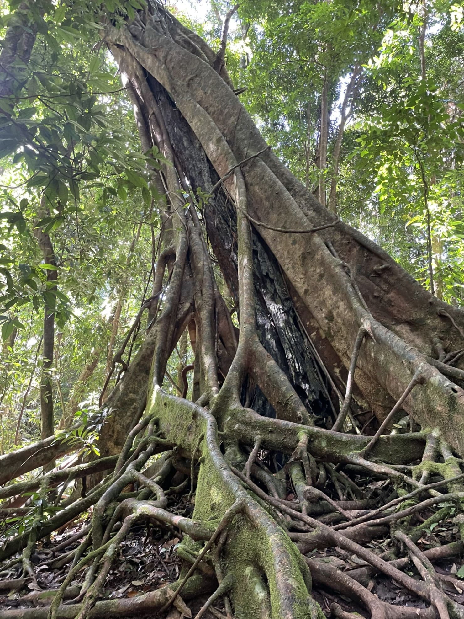 Strangle Tree Fig Featured Creature: Strangler Fig - Biodiversity for a Livable Climate
