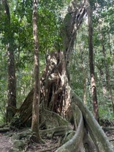 Featured Creature: Strangler Fig