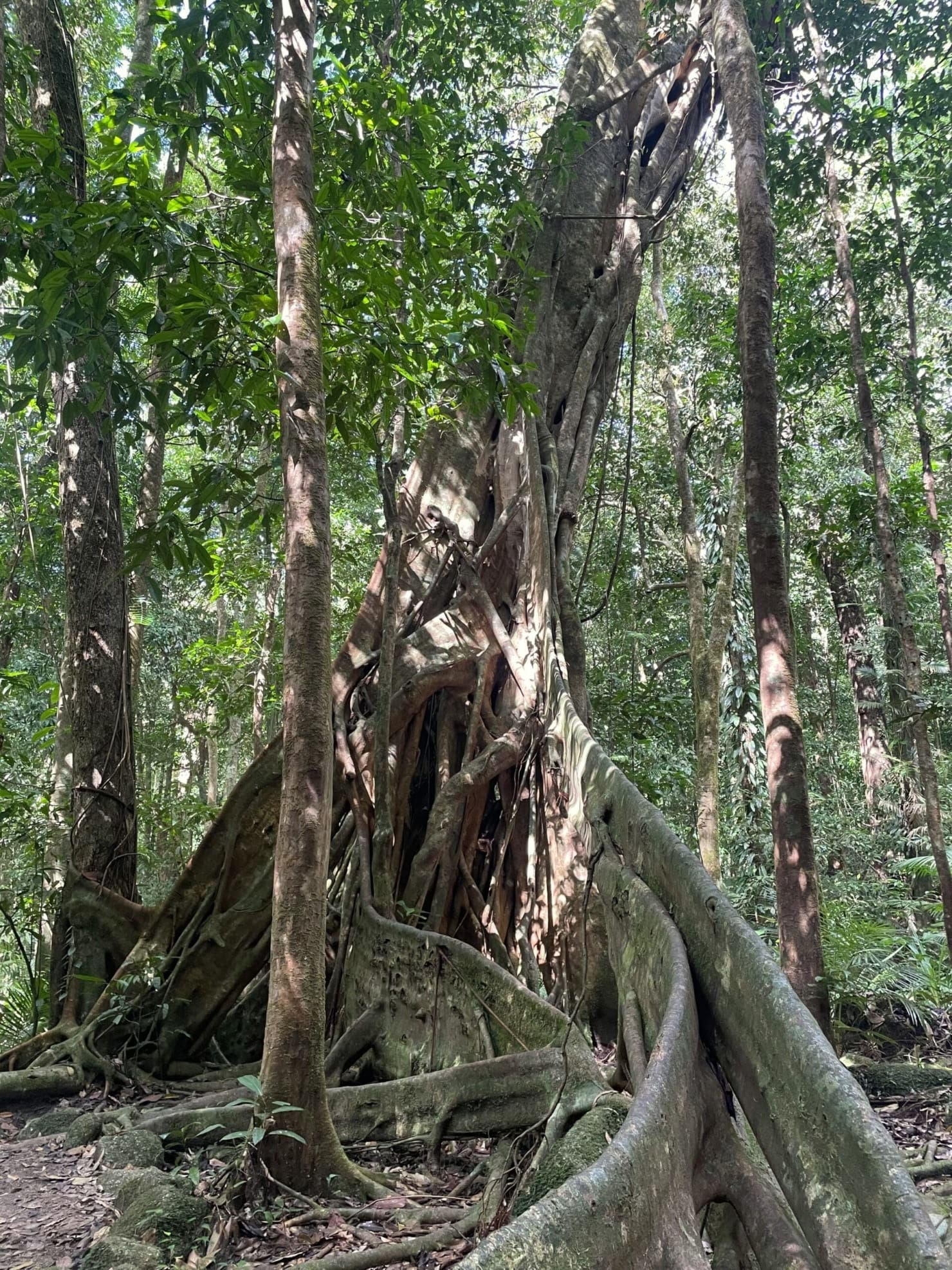 Featured Creature: Strangler Fig - Biodiversity for a Livable Climate