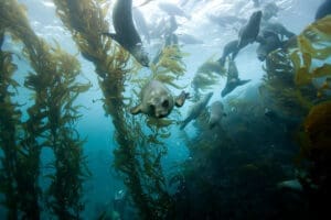 Featured Creature: Giant Kelp