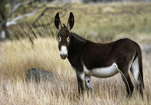 Kachana Station: A Home for Donkey-Led Restoration