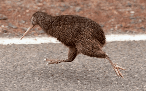 kiwi animal