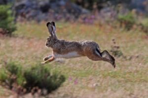 Featured Creature: Iberian Hare