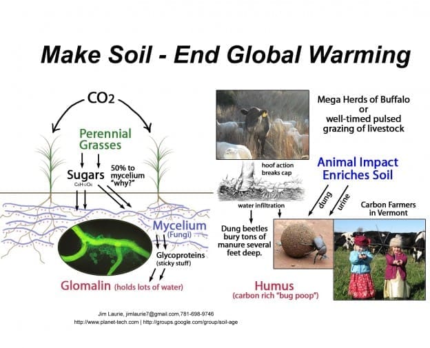 Restoring Ecosystems to Reverse Global Warming