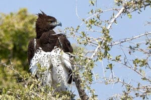 Featured Creature: Martial Eagle