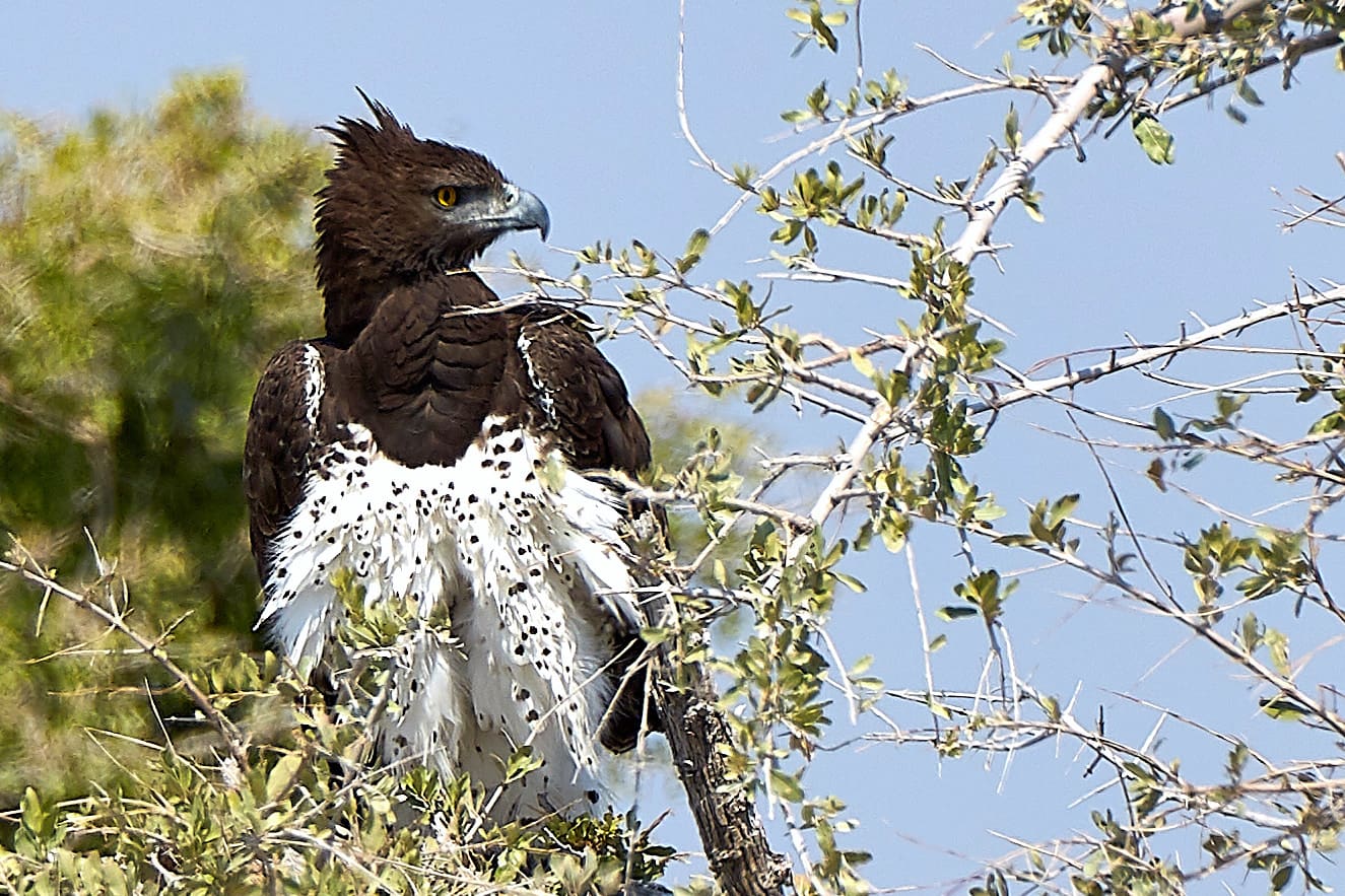 Featured Creature: Martial Eagle