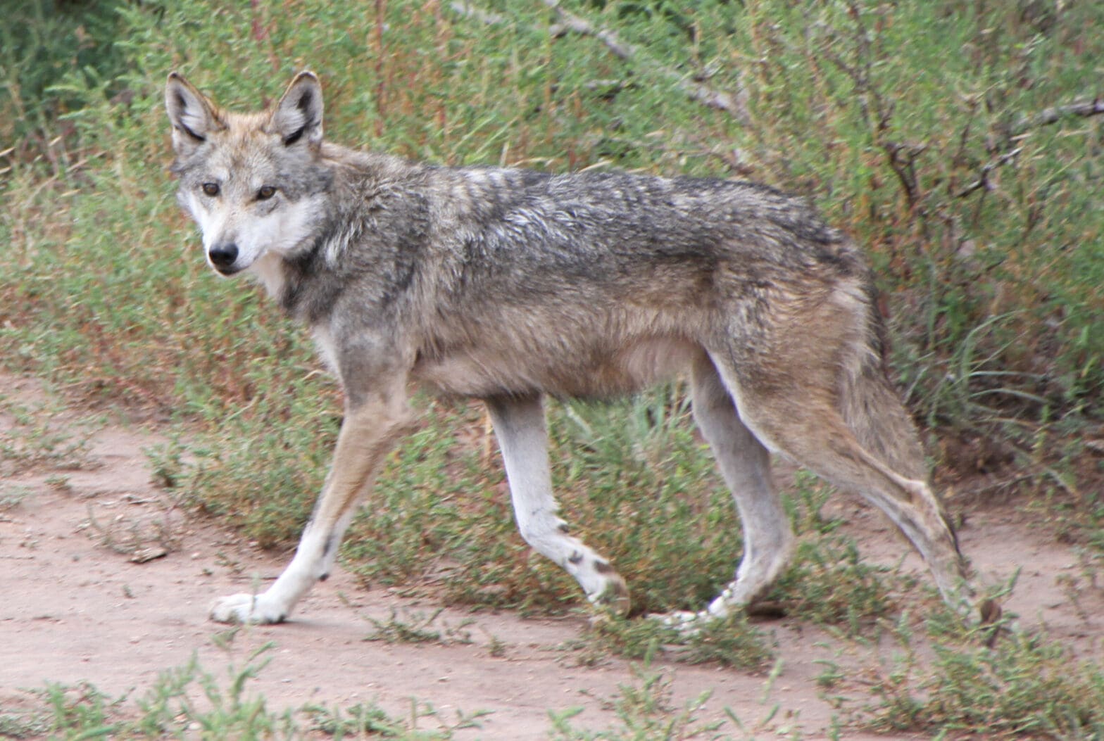 Featured Creature: Mexican Wolf