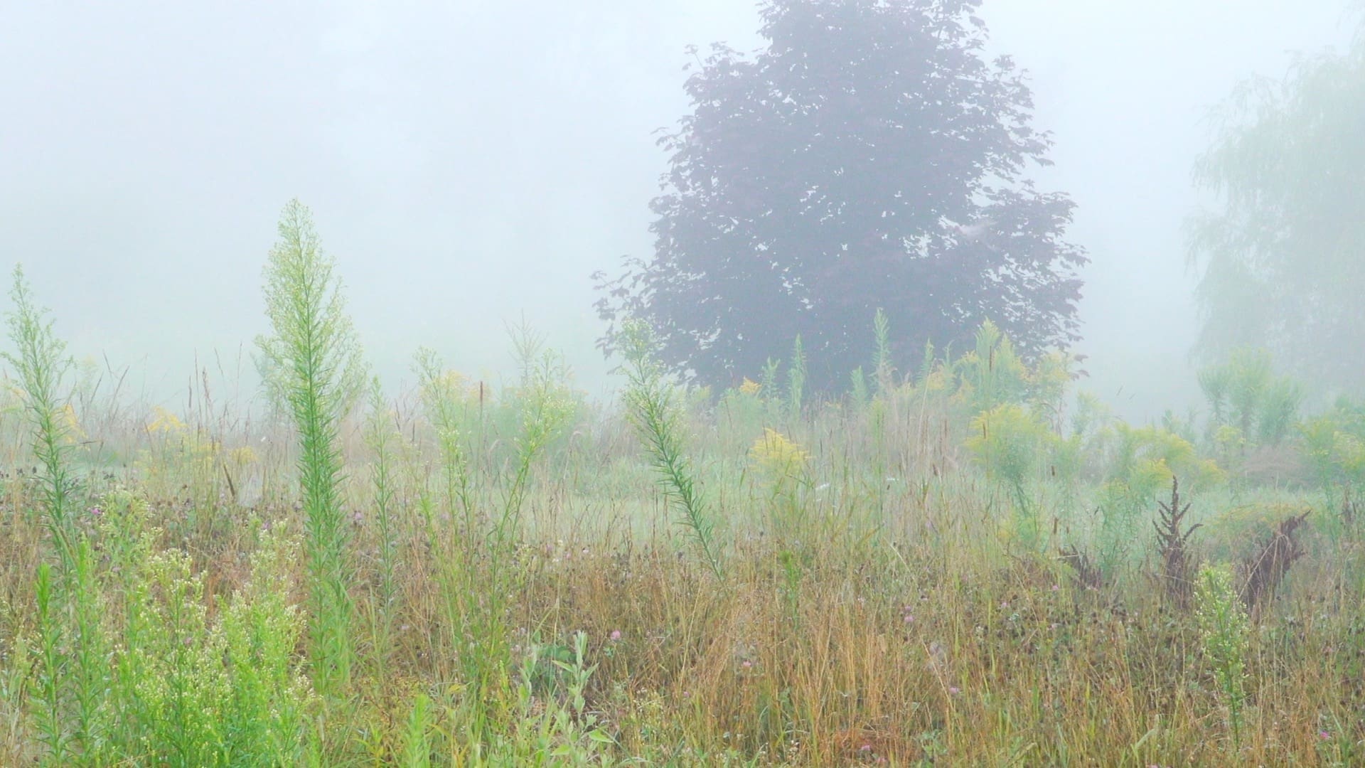 A Film that Affirms the Power of Life to Heal Our Planet