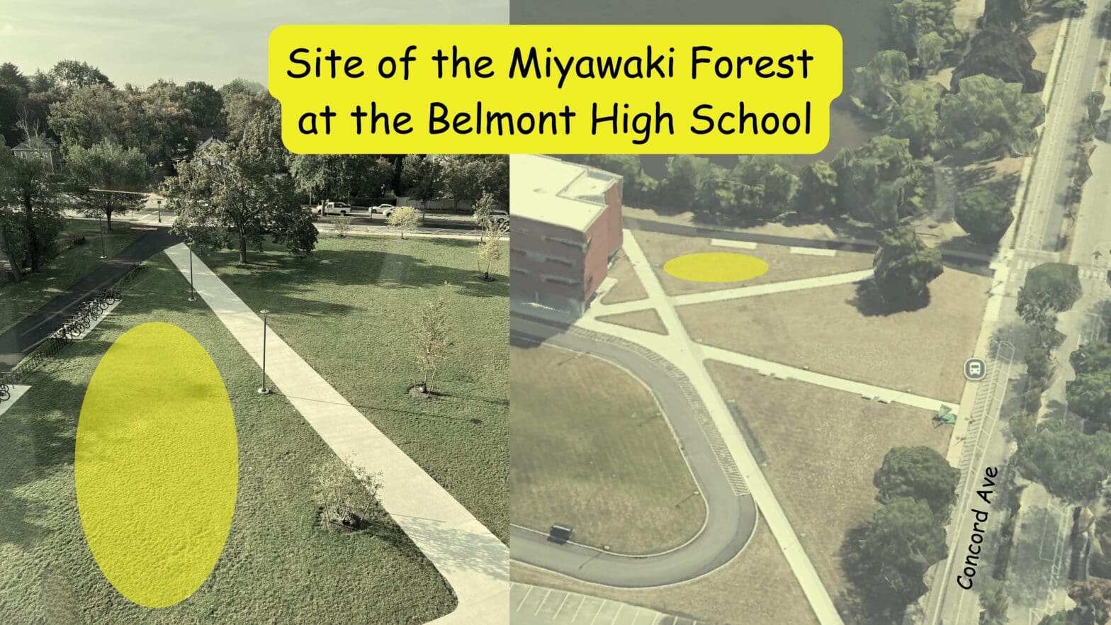 Belmont High School Miniforest