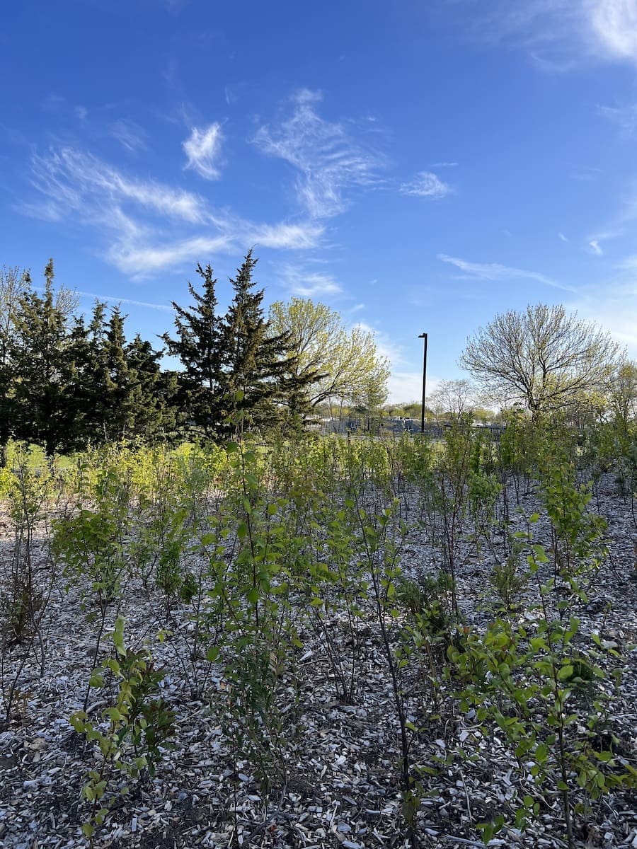 Danehy Park Forest - Biodiversity for a Livable Climate