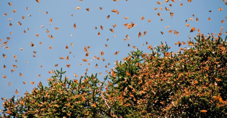 Lessons from a Monarch Butterfly