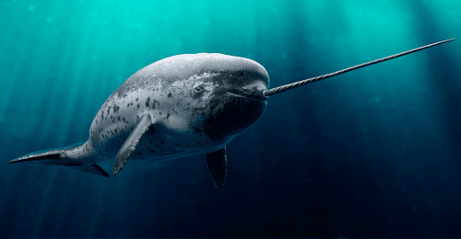 Narwhal