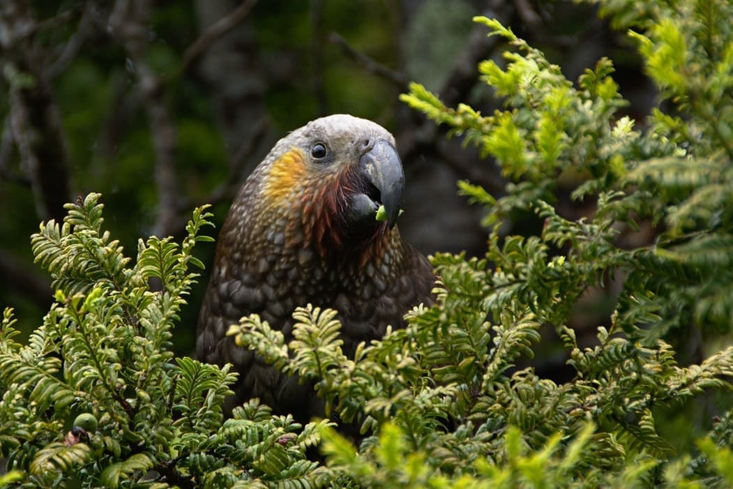 Nature’s Solutions as National Policy: How Animals Shape Ecosystems Nature’s Solutions as National Policy: How Animals Shape Ecosystems