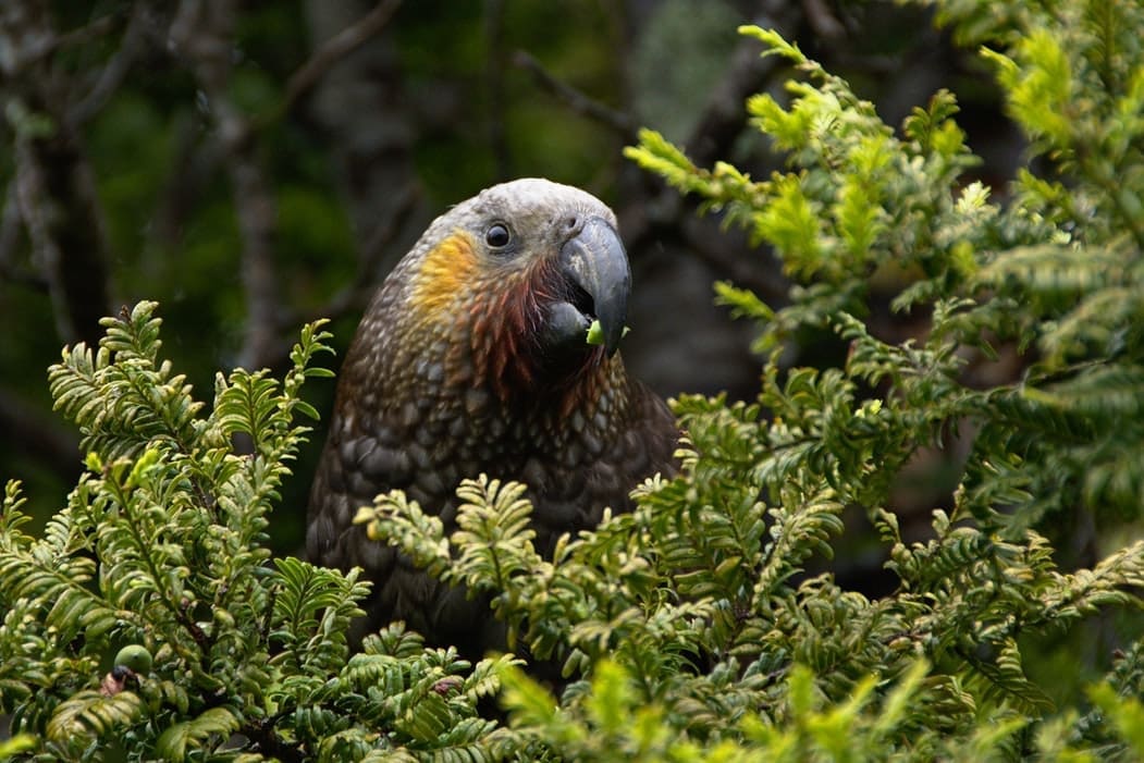 Nature’s Solutions as National Policy: How Animals Shape Ecosystems