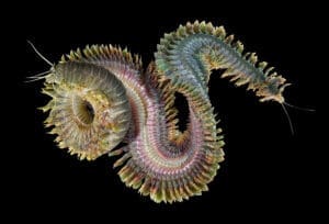 Featured Creature: Clamworm