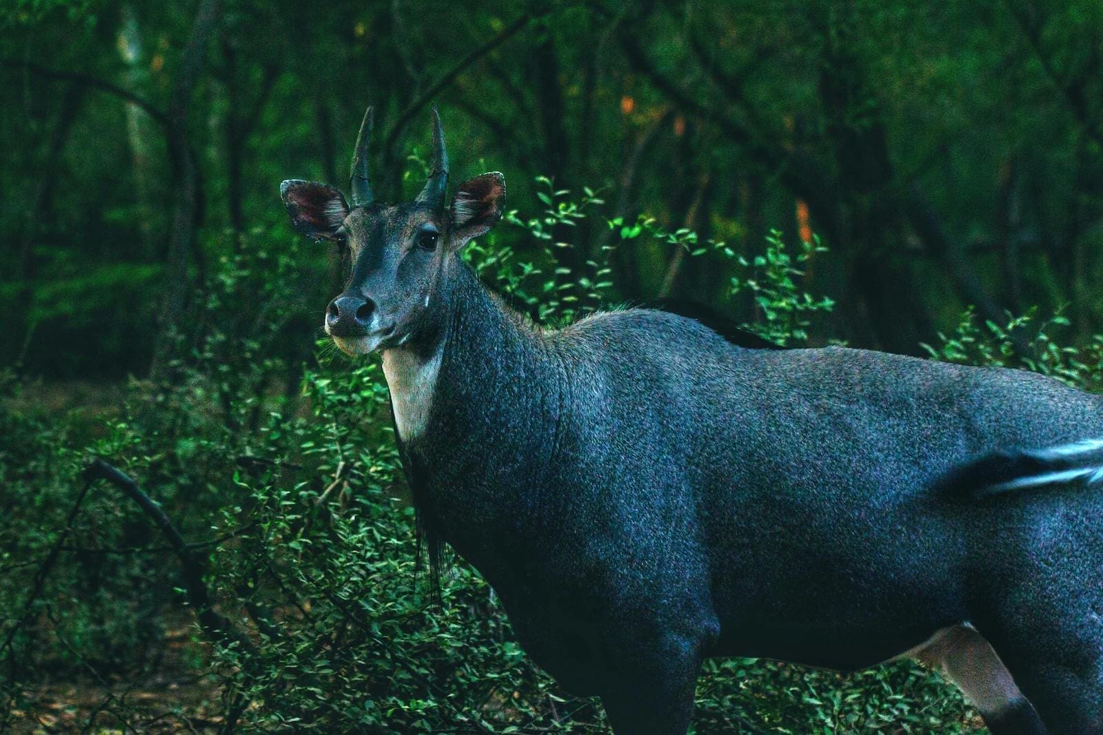 Featured Creature: Nilgai