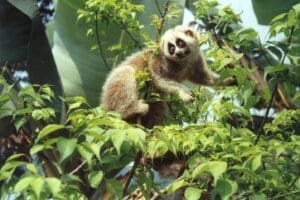 Featured Creature: Slow Loris