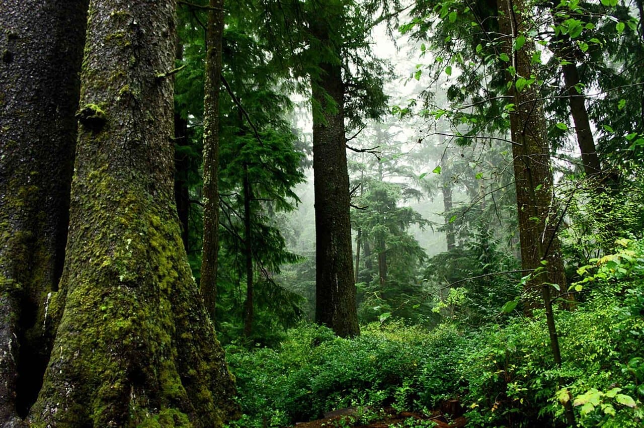 Beyond Carbon: Proforestation and the Undoing of Human Mastery