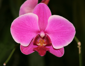Featured Creature: Orchids