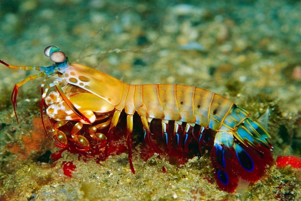 Peacock Mantis Shrimp Punch