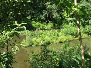 Phytoremediation-Canal-Cleaning-Island-of-Plants-300x225