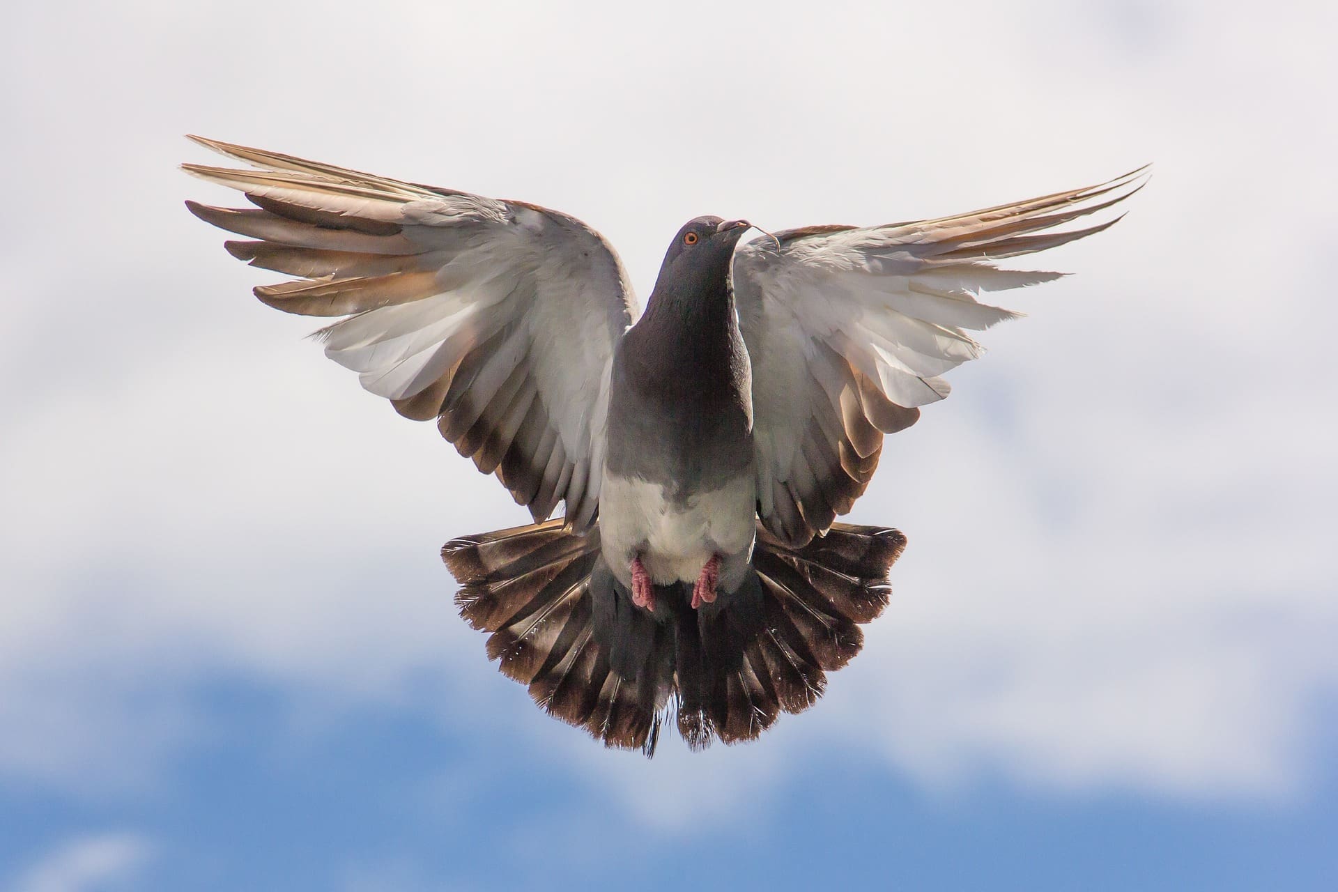 Featured Creature: Pigeon