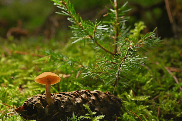 Home - Biodiversity for a Livable Climate