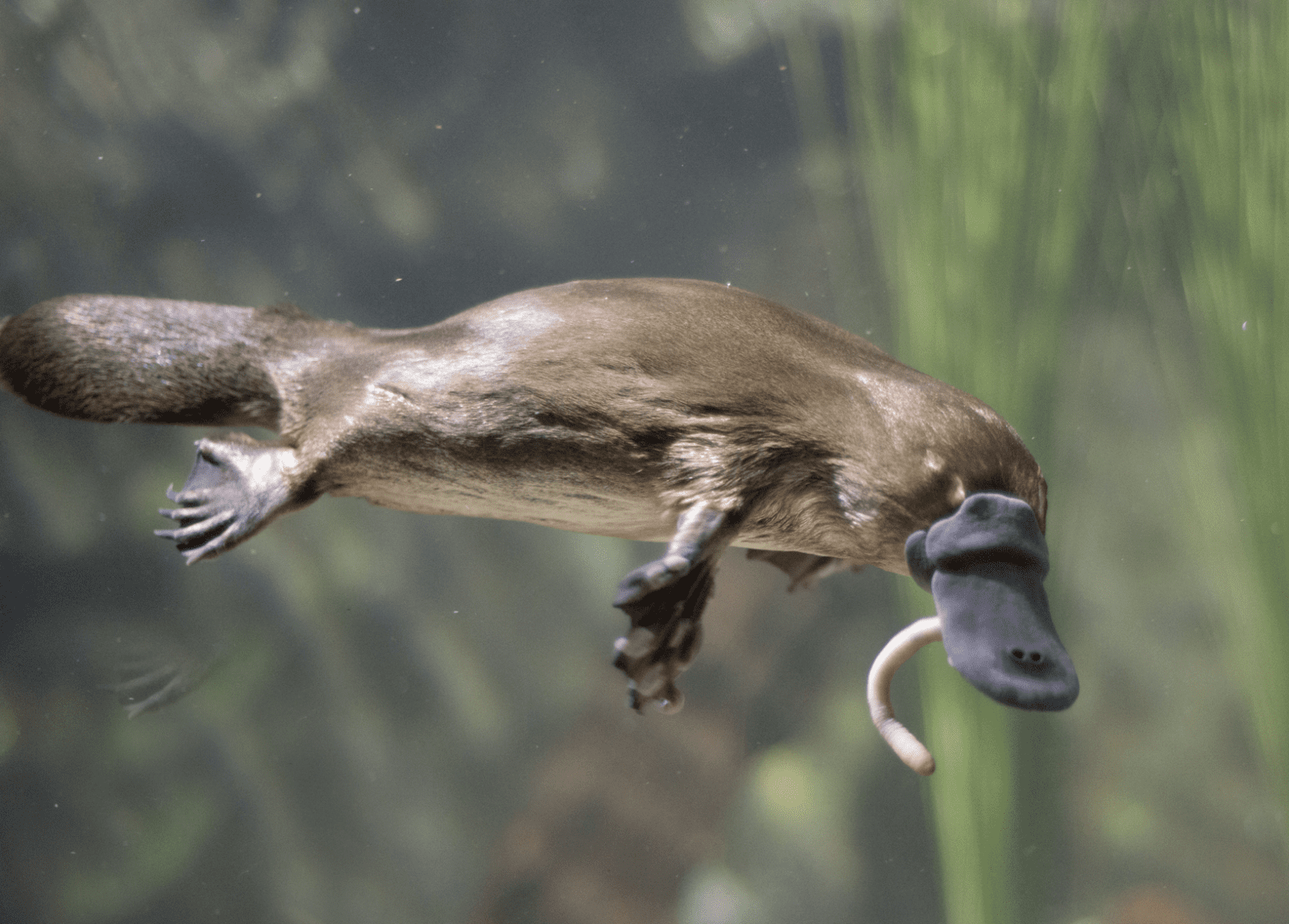 Featured Creature: Platypus - Biodiversity for a Livable Climate