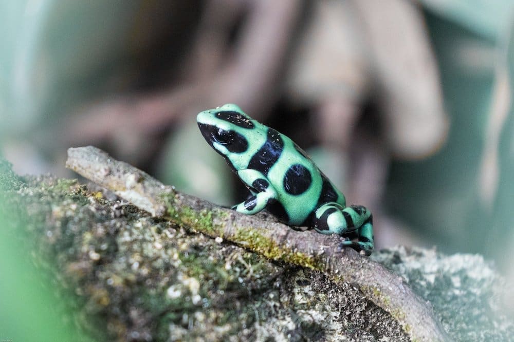 Featured Creature: Poison Dart Frog