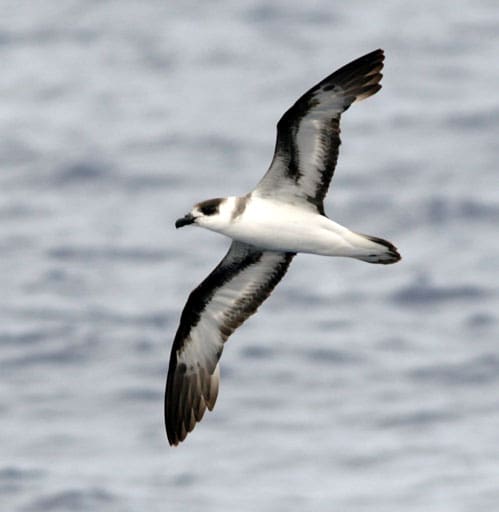 Featured Creature: Black Capped Petrel