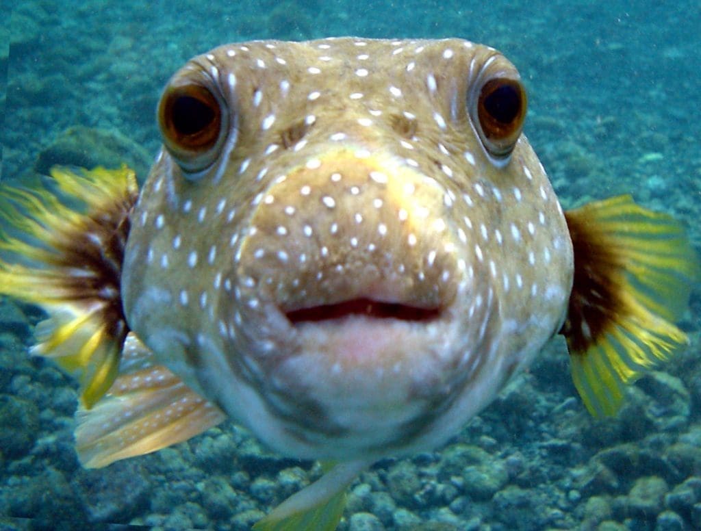 Puffer_Fish_DSC01257