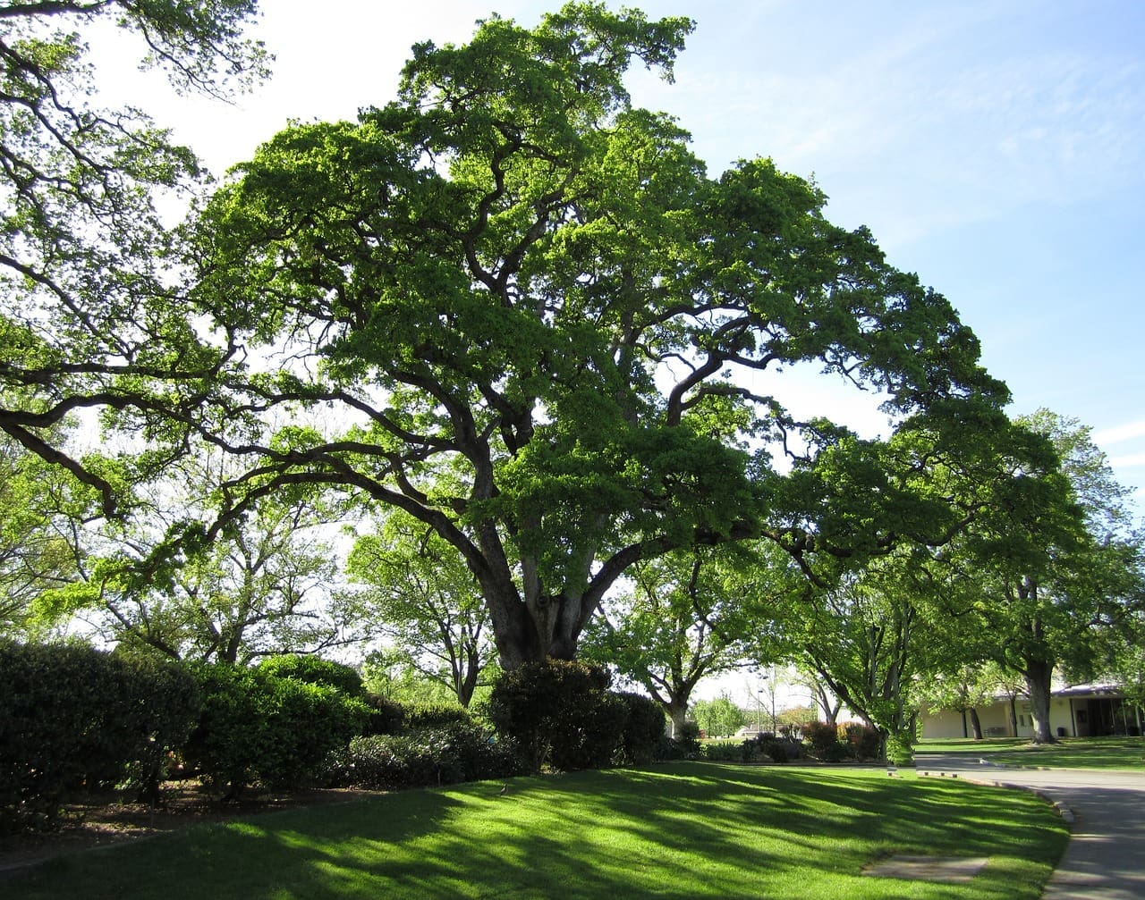 Featured Creature: Northern Red Oak