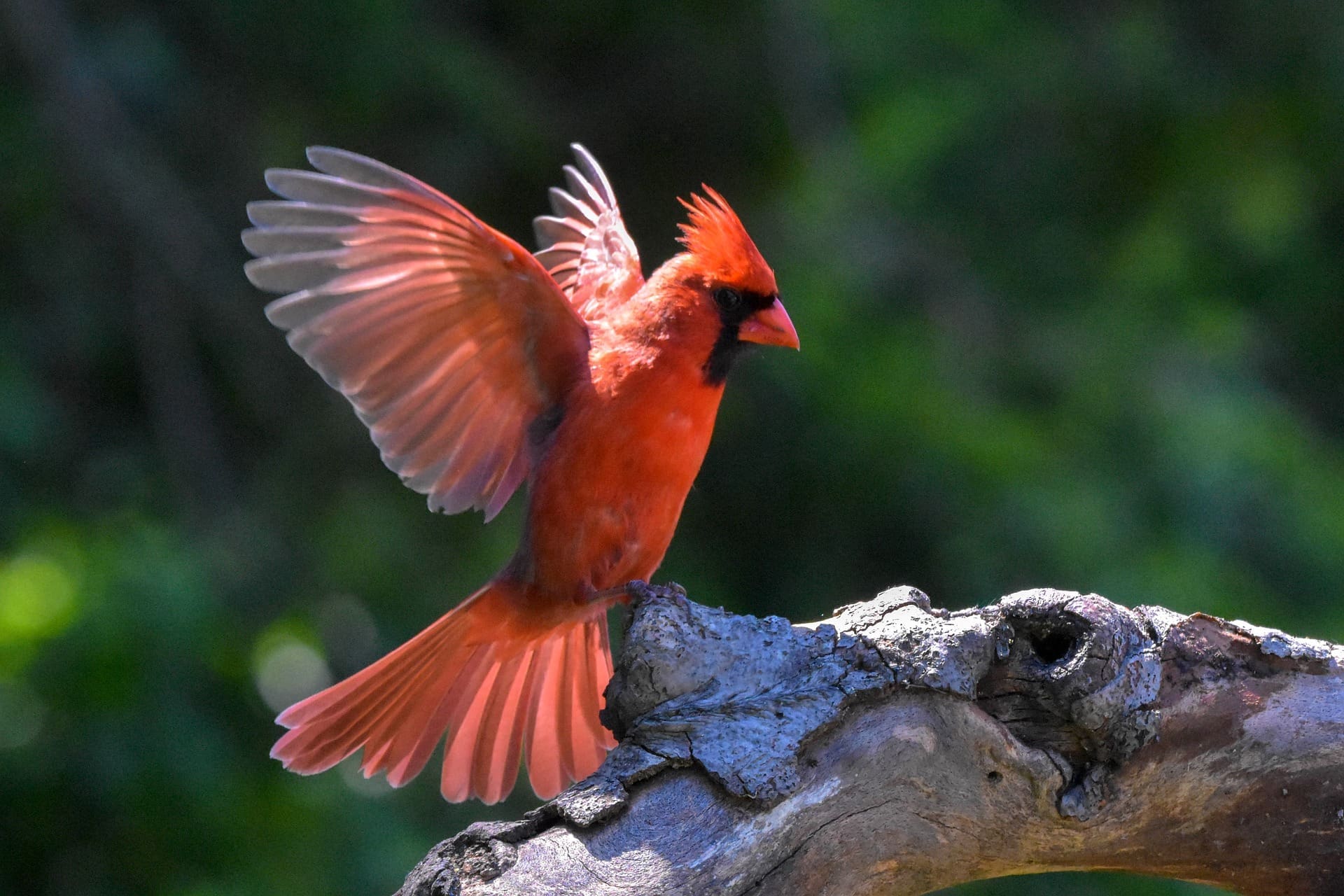 Featured Creature: Northern Cardinal