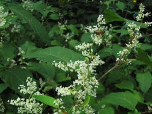 Featured Creature: Japanese Knotweed