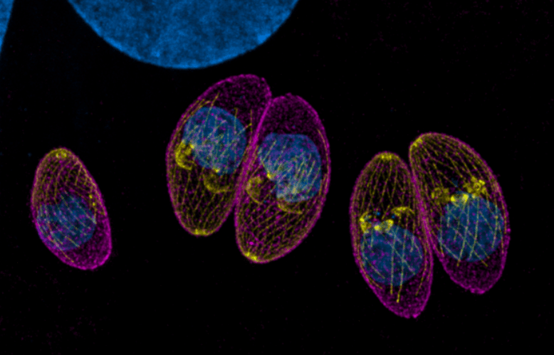 Featured Creature: Toxoplasma gondii