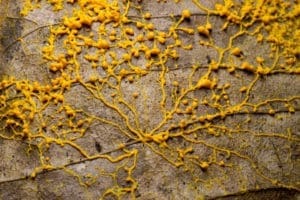 Featured Creature: Slime Mold