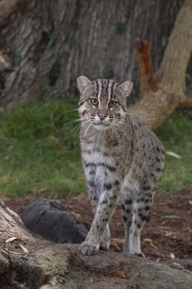 Java Fishing Cat Featured Creature: Fishing Cat - Biodiversity for a Livable Climate