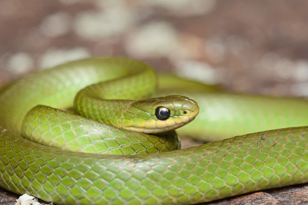 eastern smooth green snake