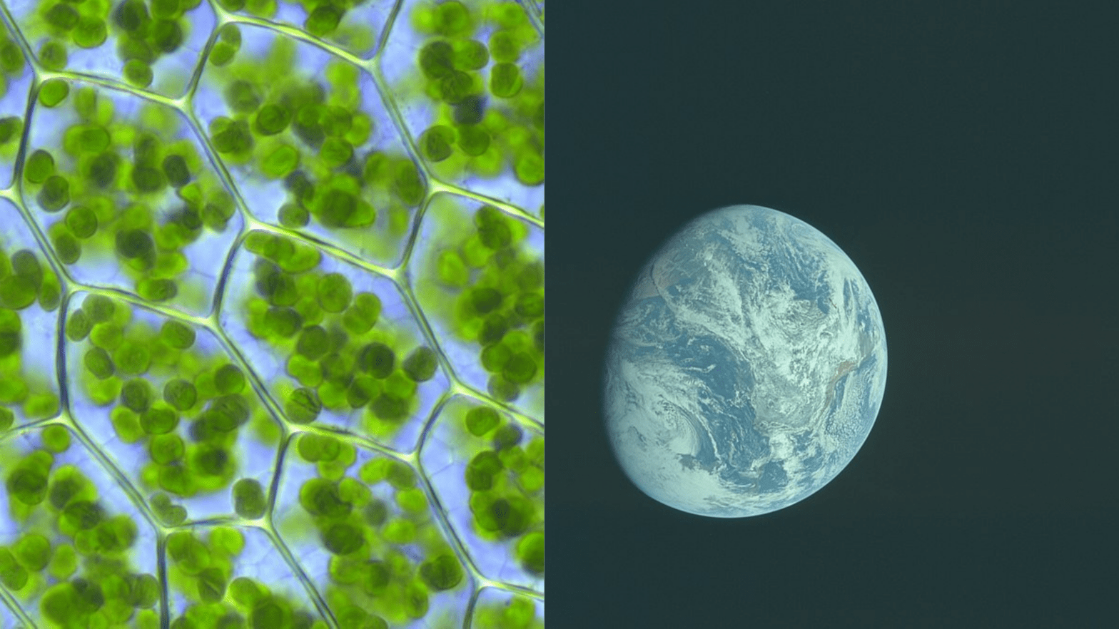 Featured Creature: Eastern Emerald Elysia - Biodiversity for a Livable ...