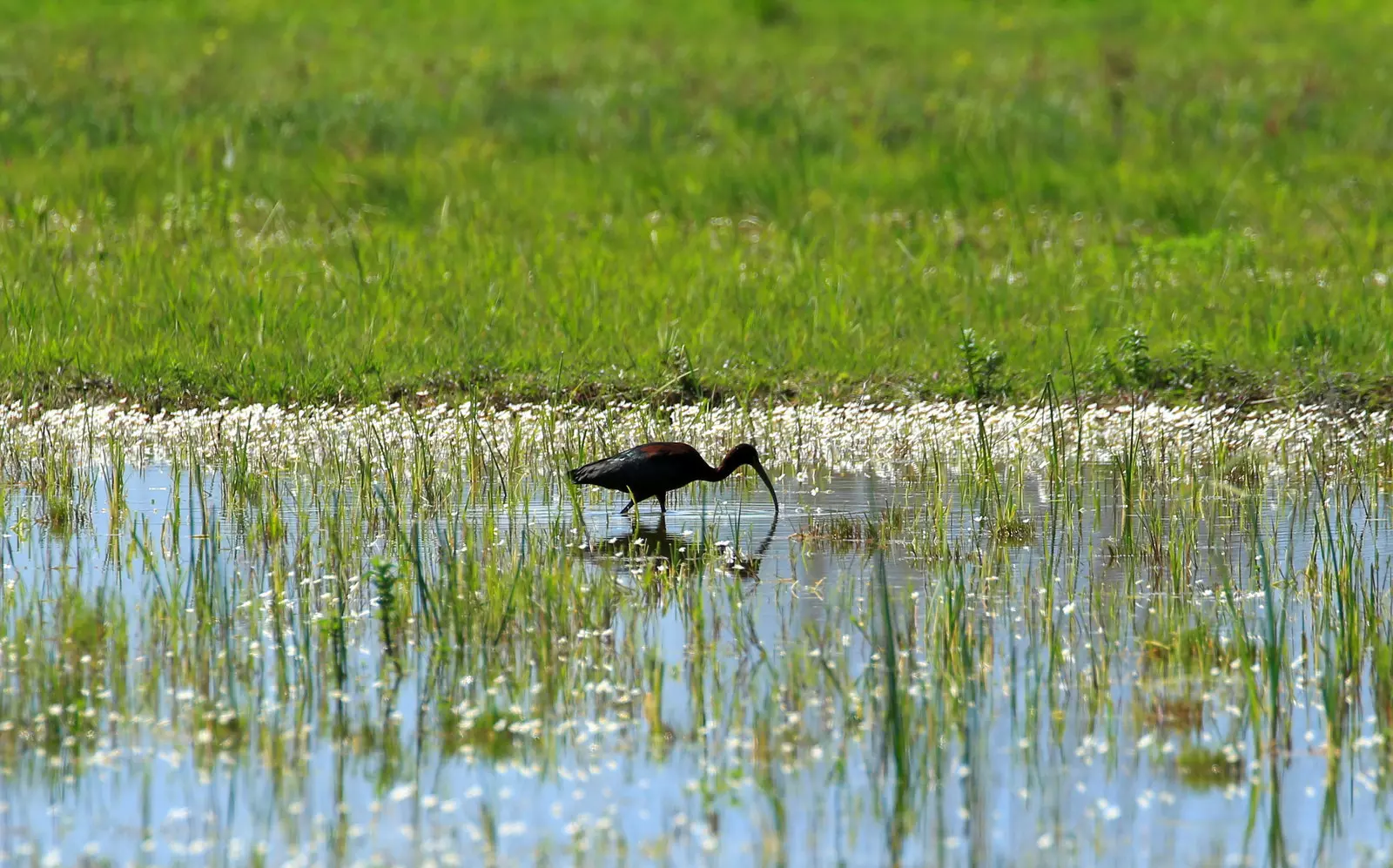 Biodiversity Deep Dive: Beavers, Wetlands, and Living Shorelines