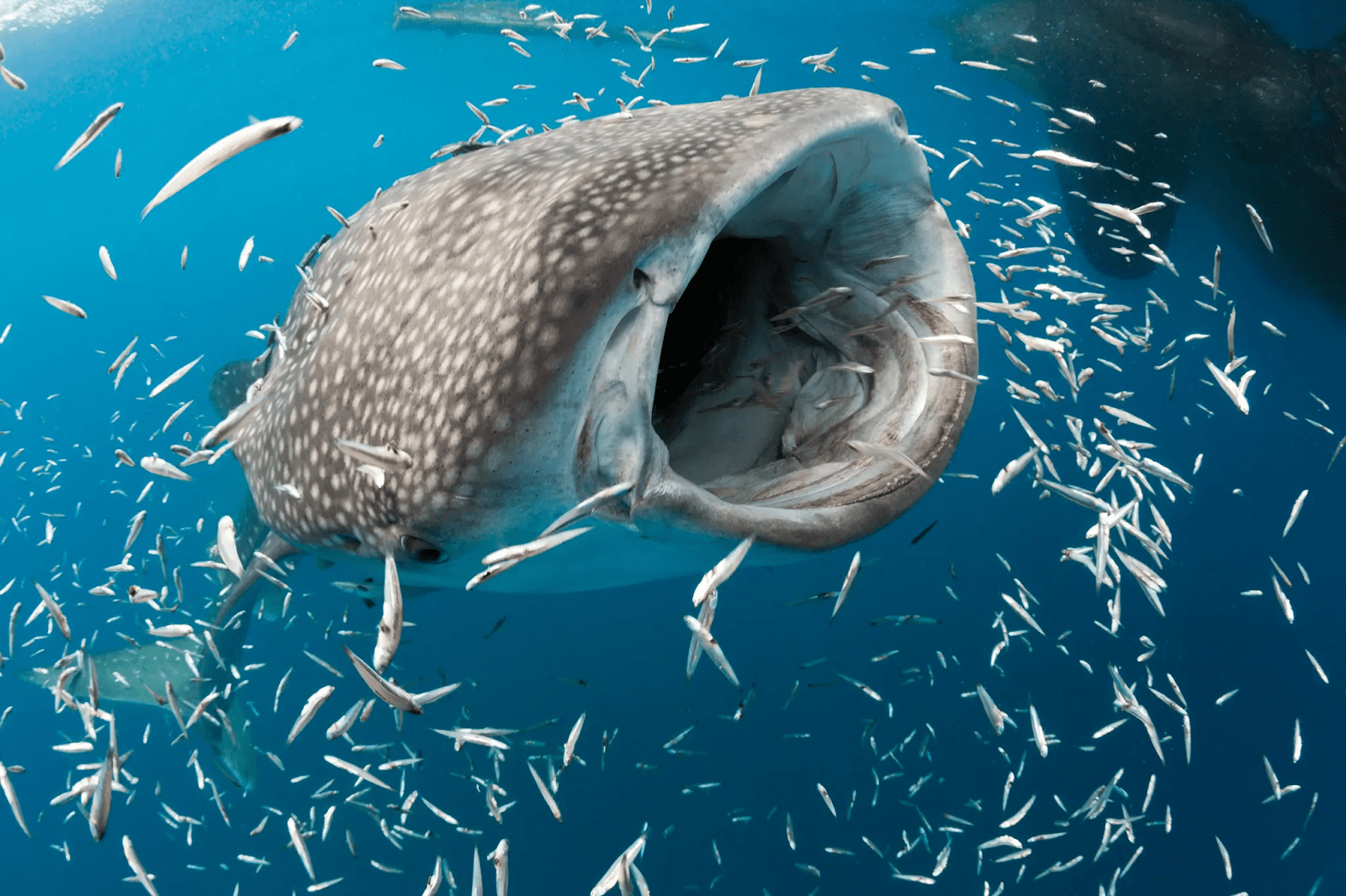 Featured Creature: Whale Shark - Biodiversity for a Livable Climate