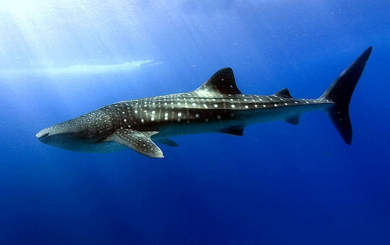 Featured Creature: Whale Shark