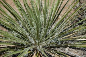 Featured Creature: Yucca