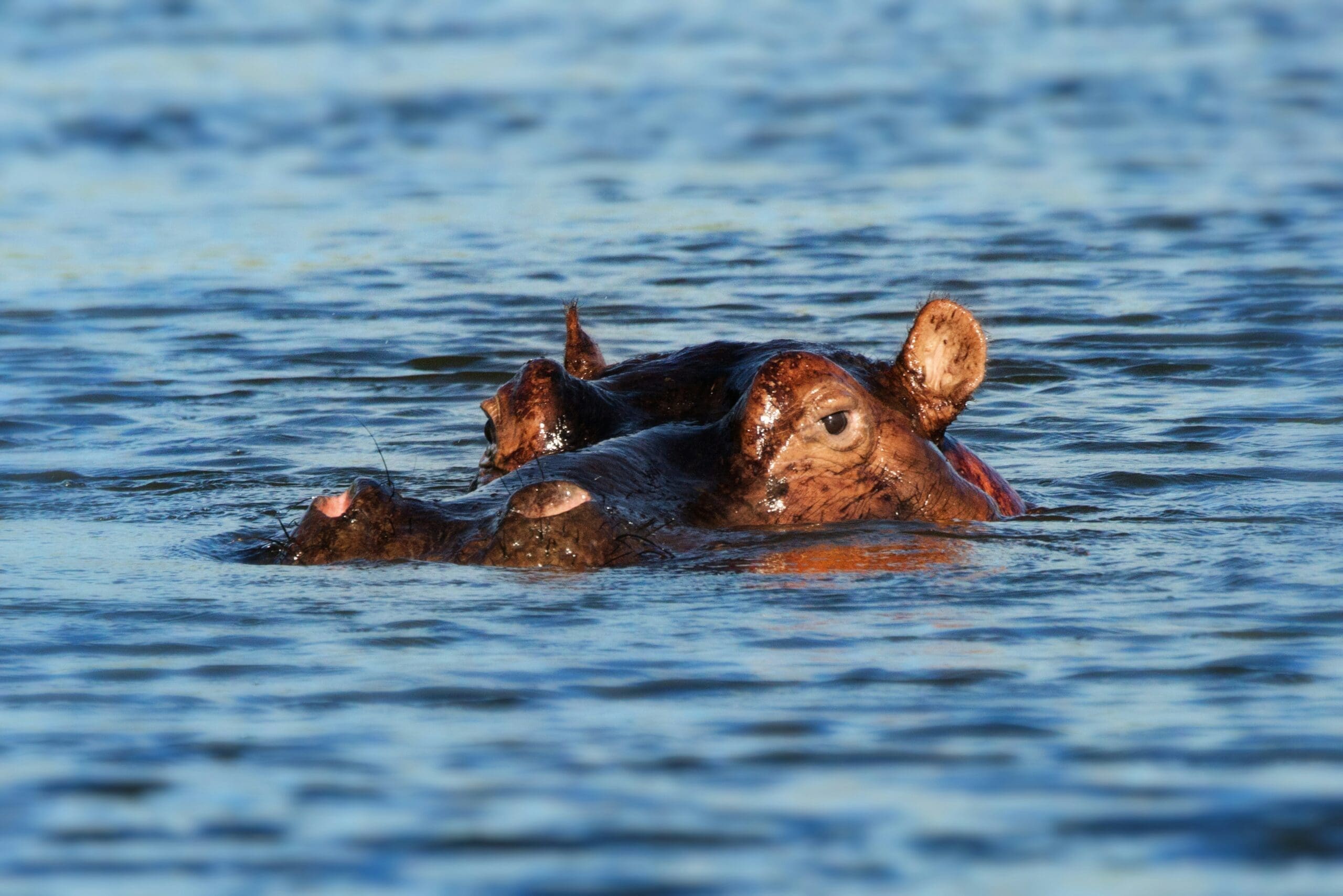 Featured Creature: Hippopotamus