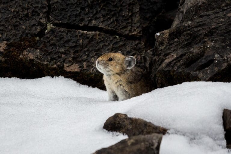 Featured Creature: Pika - Biodiversity for a Livable Climate